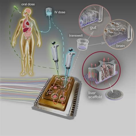 Physiomimix Multi Organ Systems Axt