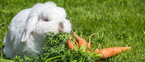 Hase Frisst M Hren Stock Foto Adobe Stock