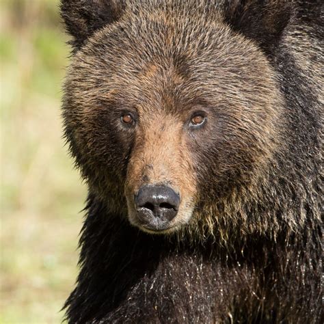 Save The Yellowstone Grizzly Non Profit Organization