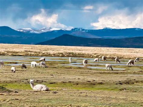 Tour Full Day Ca N Del Colca Con Conexi N A Puno Condores