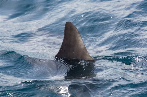 The Scoop on Shark Fin Soup - South Carolina Aquarium