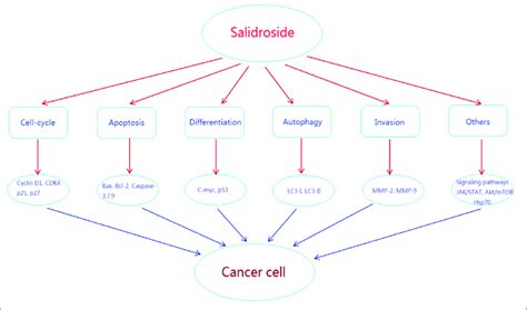 Mechanisms Of Salidroside Against Tumor Salidroside Plays Multiple