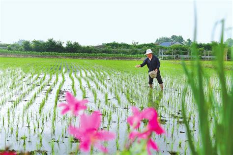 （四川日报）小春丰收成定局，着力打好全年粮食丰收仗 四川“三夏”生产正当时 四川农业大学新闻网