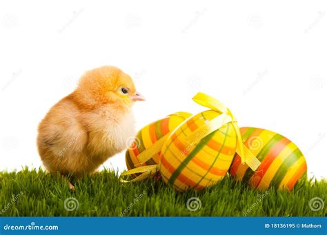 Ovos E Galinhas Isolados De Easter Na Grama Verde Imagem De Stock