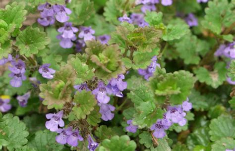 Glechoma Hederacea Gundermann Pflanzenreich