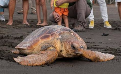 Devuelven Al Mar La Tortuga De Kilos Que Var Herida En Jin Mar