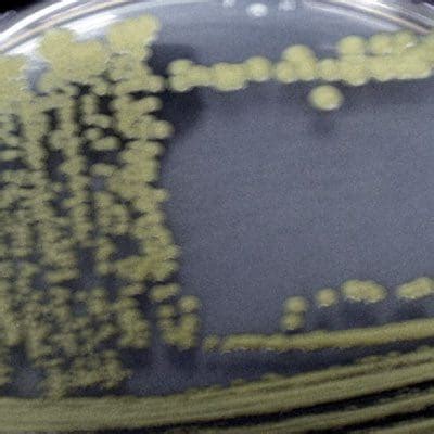 Micrococcus Luteus - Gram-positive Spherical Bacterium