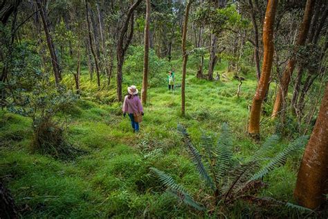 Massive Global Reforestation To Solve Climate Change Terraformation Blog