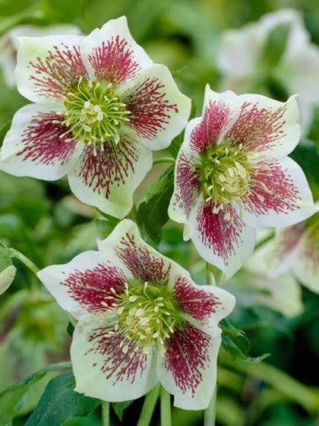 Helleborus Orientalis Hybride White Spotted Lady Getüpfelte Lenzrose