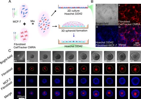 A Schematic Co Culture Of Mcf 7 Cells And Fibroblasts Mcf 7 And Download Scientific Diagram