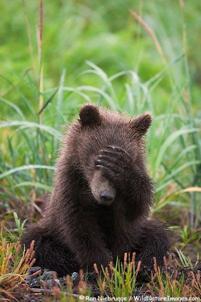 Ursine Face Palm Bear Pictures Animals Beautiful Animals Wild