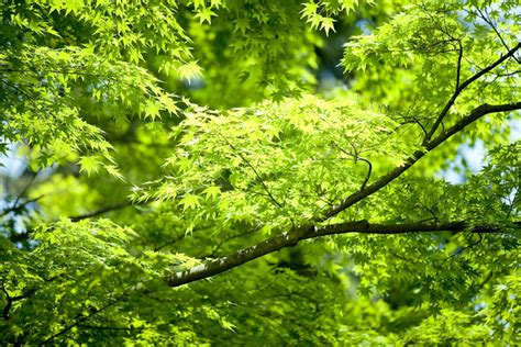 无人横图室外白天仰视美景树林植物枫树叶子神奈川日本亚洲阴影光线影子景观枫叶绿叶枝条神奈川县树树木