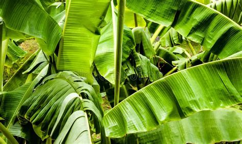 Chá de Folha de Bananeira Faz Crescer o Cabelo Mundo Ecologia