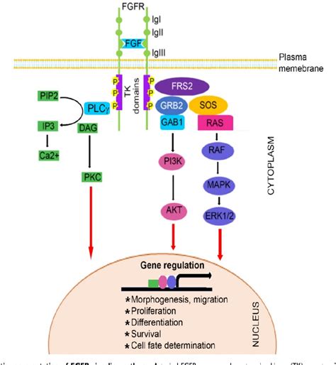 Figure 1 From Fibroblast Growth Factor Receptor 2 FGFR2 Mutation