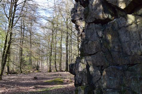 Images Gratuites La Nature For T Roche Printemps Des Bois Arbre