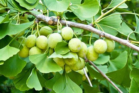 Ginkgo Biloba Nut