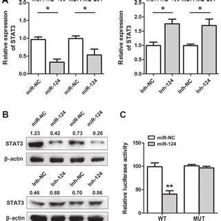 MiR 124 Negatively Regulates The Expression Of STAT3 By Direct