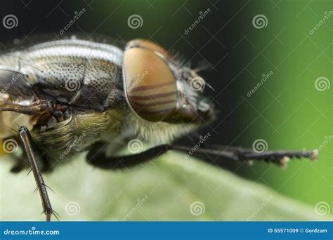 Fly close up stock image. Image of eyes, pollen, common - 55571009