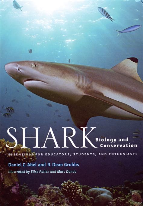 Shark Biology And Conservation Essentials For Educators Flickr