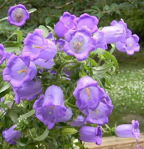 Bellflowers Plant Care And Collection Of Varieties