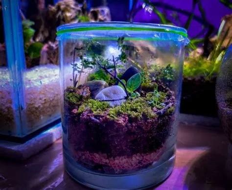 Glass Plant Terrariums At Rs 350 Piece Terrariums In Guwahati Id 23899822388