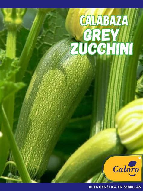 Calabaza Grey Zucchini Caloro