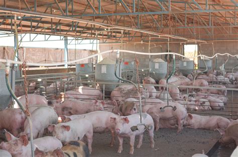 Aumenta Casi Consumo De Carne De Cerdo En M Xico En Primer Bimestre