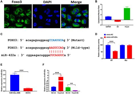 Circular Rna Foxo Enhances Progression Of Ovarian Carcinoma Cells Aging