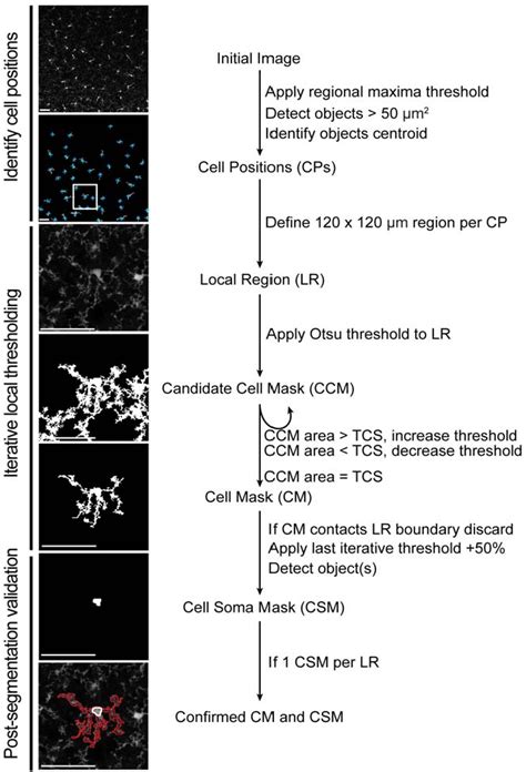 Figure From An Automated Method To Quantify Microglia Morphology And