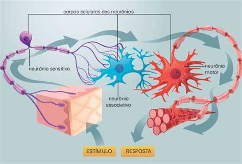 Características do Tecido Nervoso: função e histologia - Planeta Biologia