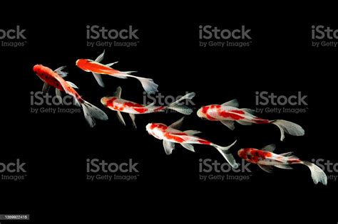 Top View Koi Fish Stock Photo Download Image Now Animal Beauty