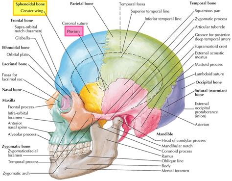 Sphenoid bone anatomy, function, parts & sphenoid bone fracture