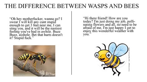 The Difference Between Wasps And Bees Imgur