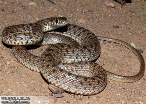 Snakes Of Armenia General Characteristics And Species Armgeo