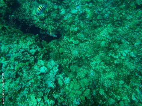 Snorkeling at Grand Cayman Island great view of coral and tropical fish ...