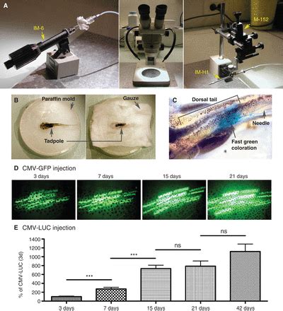 In Vivo Transfection Of Naked Dna Into Xenopus Tadpole Tail Muscle