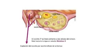 Transorte Gametos Ginecologia Y Obstetricia Ppt