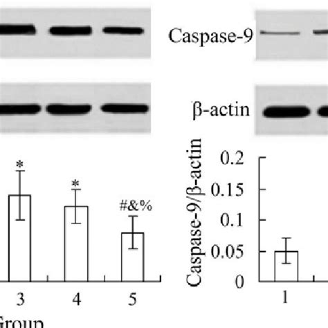 Effects Of Salidroside On Myocardial Caspase And Caspase Protein