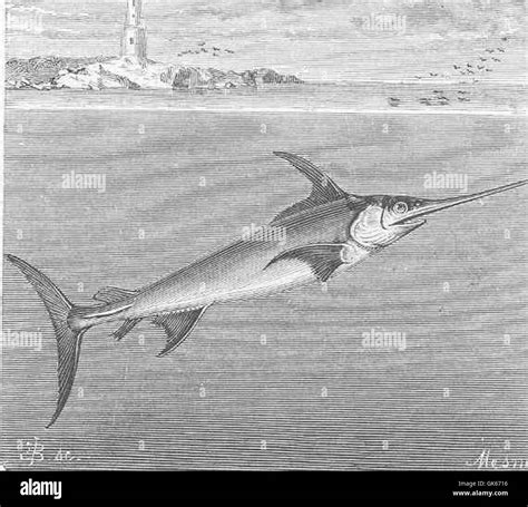 swordfish morphology  res stock photography  images alamy