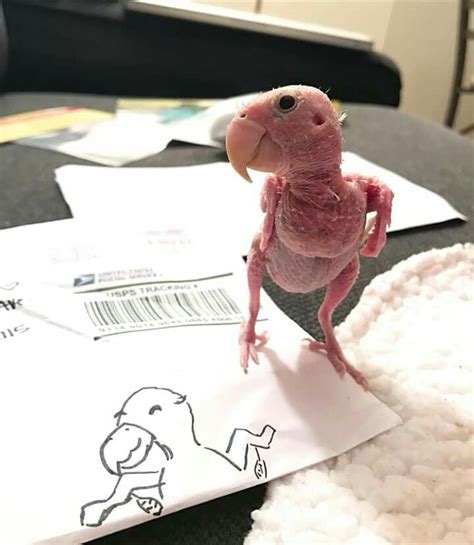 Pin By Samara Morgan On Rhea The Naked Birdie Love Your Pet Pet