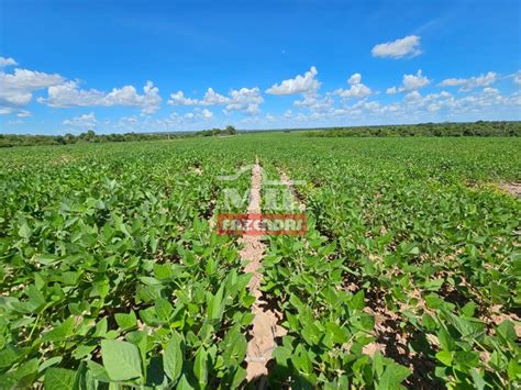 Mil Fazendas Fazenda Alqueires Hectares Plantando Soja Em