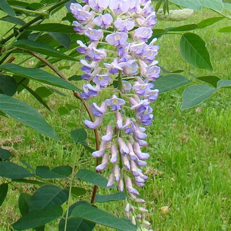 Wisteria macro. Blue Moon Blue Moon Wisteria from Prides Corner Farms