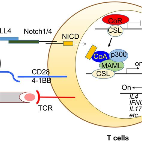 Biochemistry Of Notch Ligands And Notch Receptors There Are Five Notch