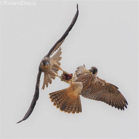 Juvenile Peregrine Falcons Were Fighting For A Prey In The Flickr