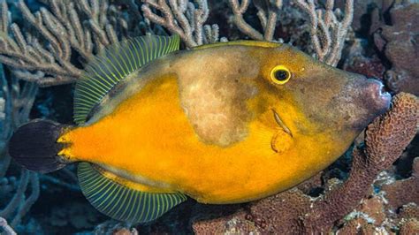 Filefish Species, All about these Caribbean Dive Buddies