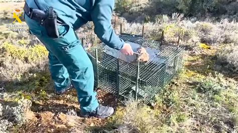 Investigado Un Hombre Por Cazar Con Jaulas Trampa Prohibidas En Una