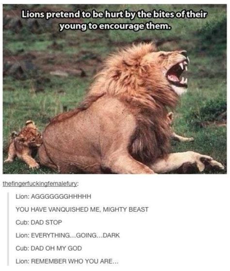 25 Lion Memes That Will Make You Feel Like a King | Funny animal memes ...