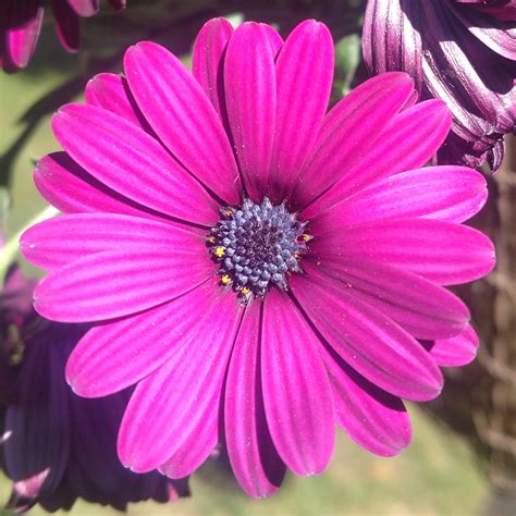 Things like this in the summer make me forget about winter : r/gardening