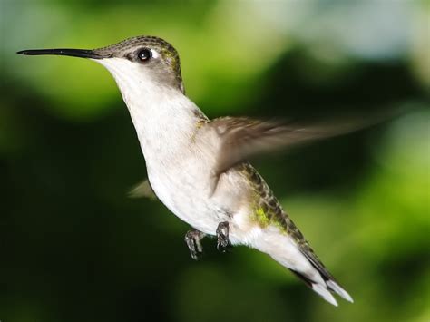 Female Hummingbird Free Photo Download Freeimages