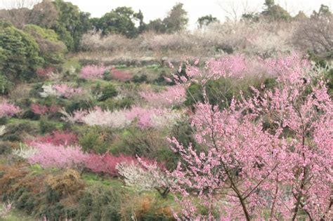 播州綾部山梅林 In たつの市御津町 Atsu Magazine